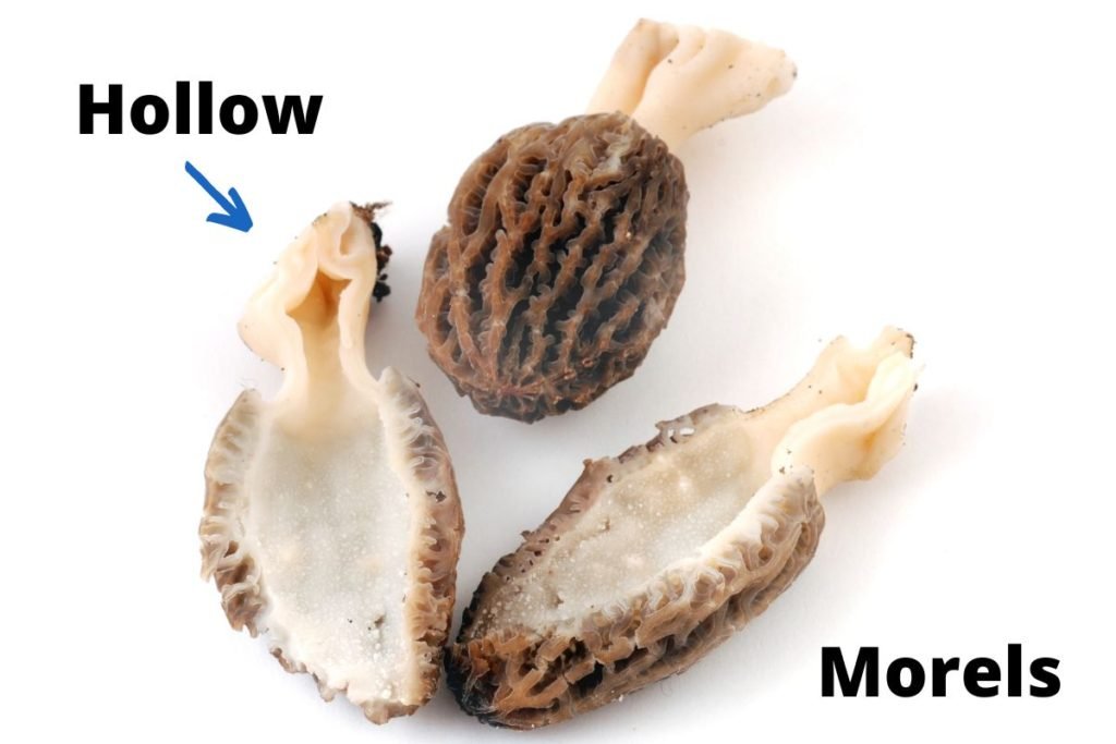 True-Morel-Mushroom