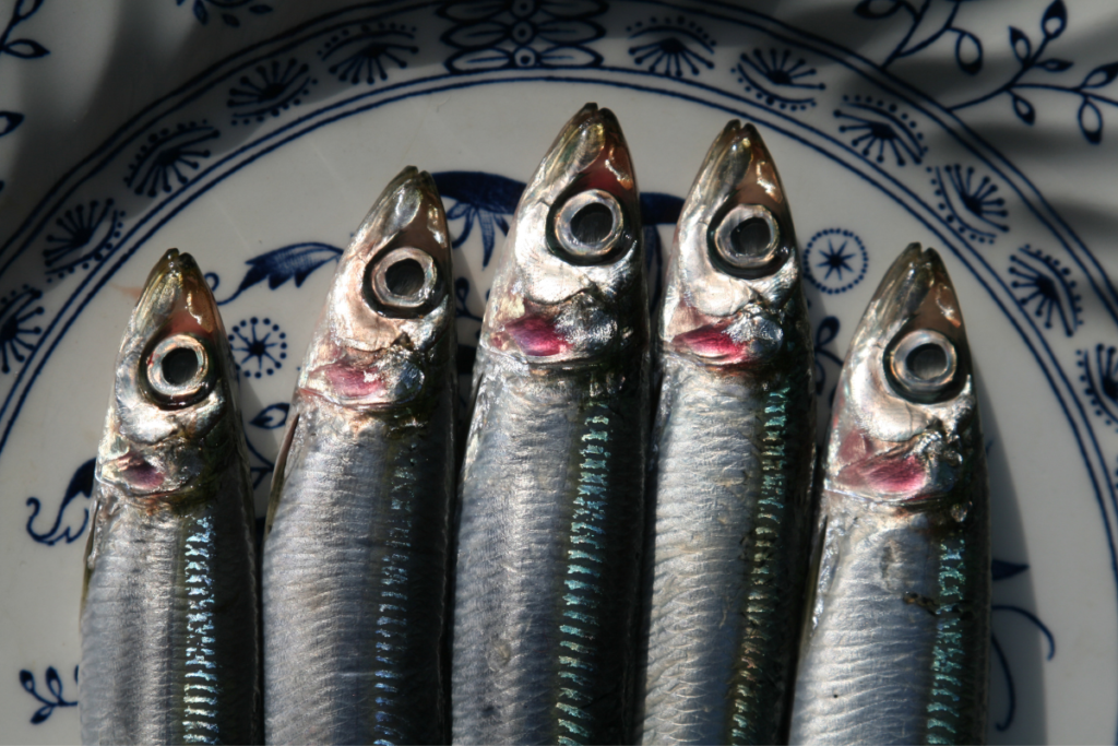 A plate of sardines