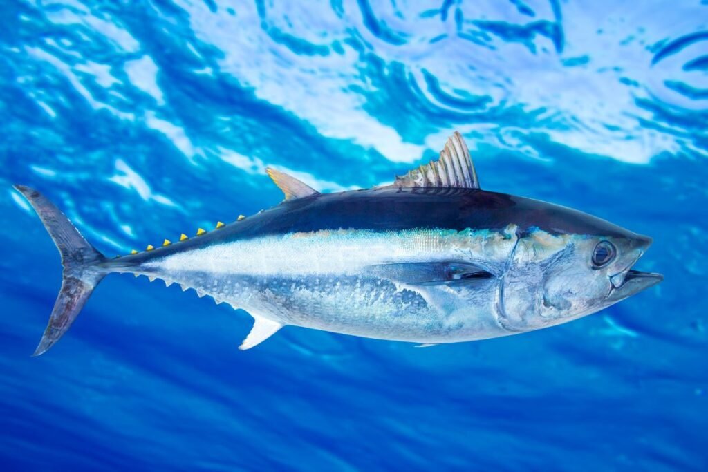 A tuna fish.