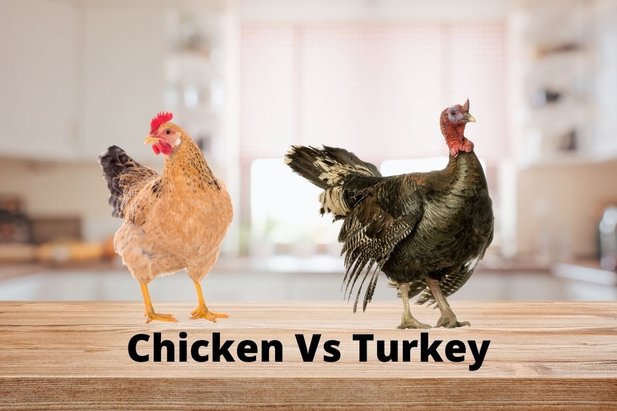 chicken-vs-turkey
