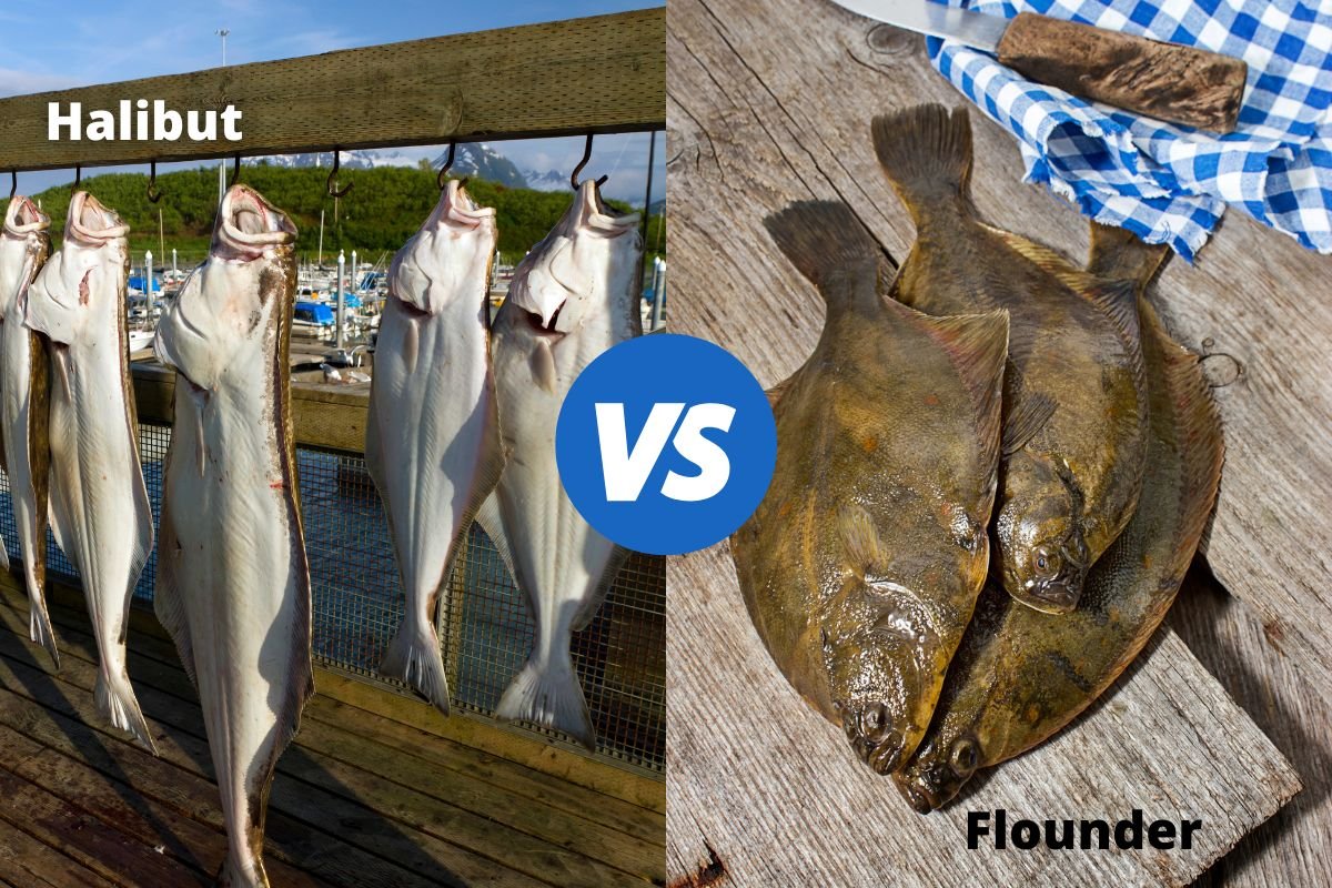 Flounder-vs-halibut