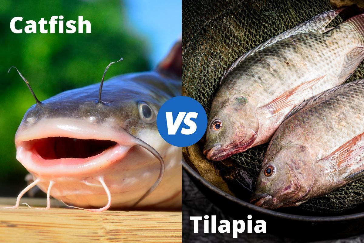 catfish-vs-tilapia