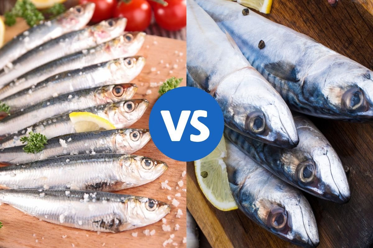 mackerel-vs-sardines